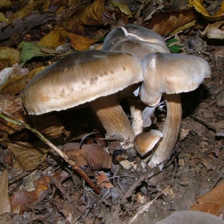 Tricholoma saponaceum